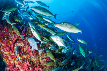 Fototapeta premium Trevally and other predatory fish hunting above a colorful tropical coral reef