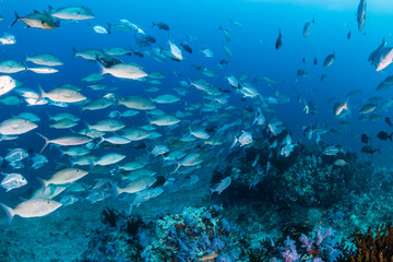 Fototapeta na wymiar Trevally and other predatory fish hunting above a colorful tropical coral reef