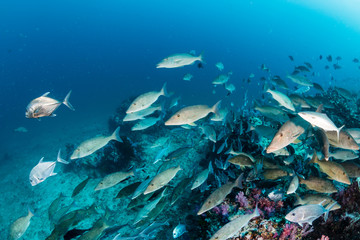 Fototapeta premium Trevally and other predatory fish hunting above a colorful tropical coral reef