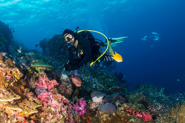 Fototapeta na wymiar SCUBA divers swimming over a colorful, healthy tropical coral reef