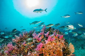 Fototapeta premium Trevally and other predatory fish hunting above a colorful tropical coral reef