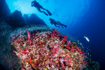 Naklejka na ściany i meble SCUBA divers swimming over a colorful, healthy tropical coral reef