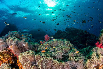 Fototapeta na wymiar Clownfish and other tropical fish swimming around a colorful, healthy tropical coral reef (Richelieu Rock, Thailand)