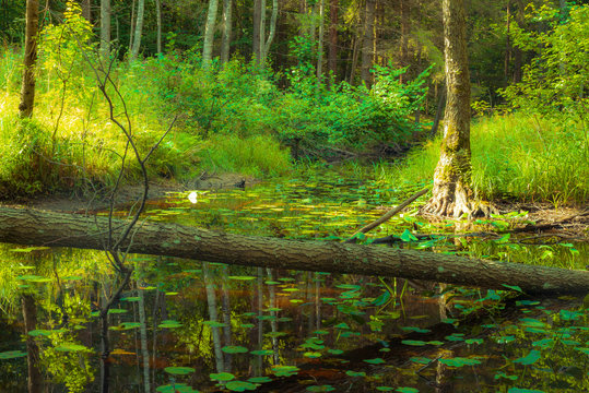river in the wild forest, Braslaw region, Belarus