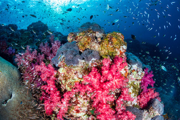 Naklejka na ściany i meble A beautiful, colorful and healthy tropical coral reef in Asia