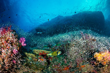 A large Titan Triggerfish swimming amongst schools of tropical fish on a coral reef