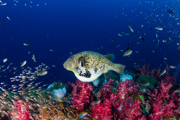 Cute Pufferfish swimming over a dark, colorful tropical coral reef