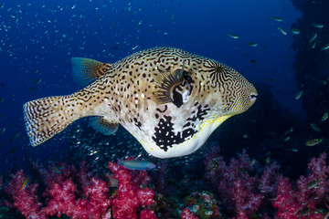 Cute Pufferfish swimming over a dark, colorful tropical coral reef