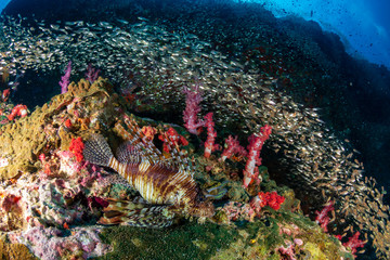 Naklejka na ściany i meble Lionfish hiding amongst tropical fish on a coral reef
