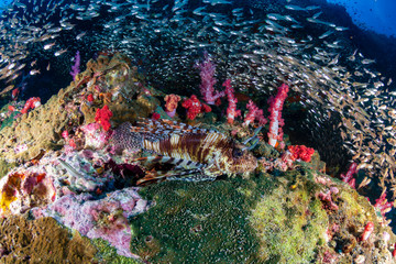 Obraz na płótnie Canvas Lionfish hiding amongst tropical fish on a coral reef