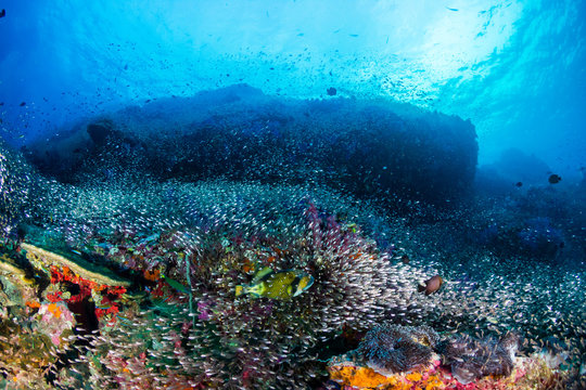 A large Titan Triggerfish swimming amongst schools of tropical fish on a coral reef