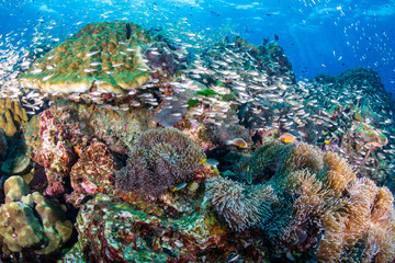Fototapeta na wymiar Swarms of tropical fish around a colorful coral reef