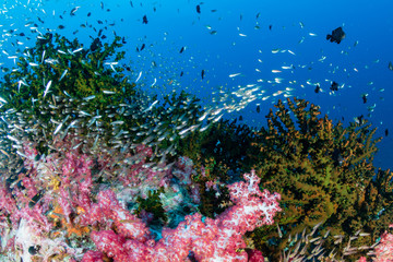 Fototapeta na wymiar Swarms of tropical fish around a colorful coral reef