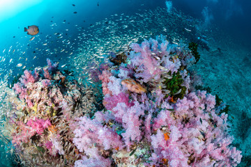 Naklejka na ściany i meble Swarms of tropical fish around a colorful coral reef