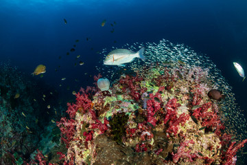 Swarms of tropical fish around a colorful coral reef