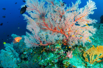 Fototapeta na wymiar Delicate soft corals on a colorful tropical reef