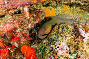 A giant moray eel hiding amongst coral on a tropical reef