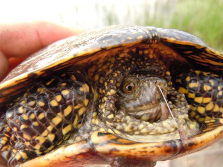 turtle