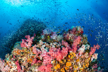 Schools of colorful tropical fish swimming around a beautiful coral reef