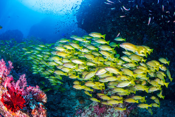 Schools of colorful tropical fish swimming around a beautiful coral reef
