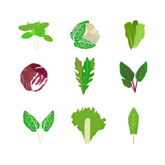 Set of lettuce and cabbage leaves on an isolated background