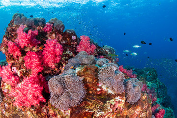 Schools of colorful tropical fish swimming around a beautiful coral reef