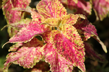 Coleus blumei or Painted nettle. Cultivar with pale yellow-pink leaves