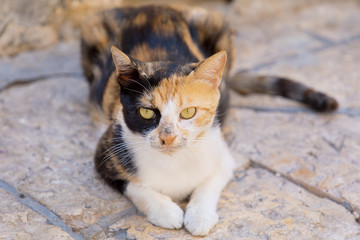 Stained cat with multicolored spots 