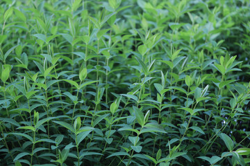 Naklejka premium 葉