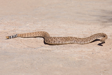 Fototapeta na wymiar Diamondback Rattlesnake Slithering Across the Desert