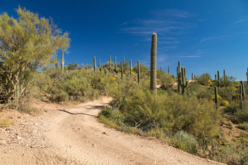 Backroad in Arizona Desert