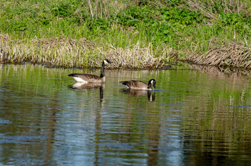 Canada Geese at Turnbull National Wildlife Refuge