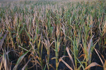 Ausgetrocketes Maisfeld