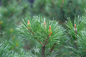 Green fresh fir branch in forest on blurred background. Christmas tree branches.