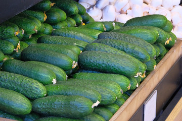 Lot of ripe fresh green cucumbers are sold at vegetable shop. Cucumbers lie on shelf in grocery store.
