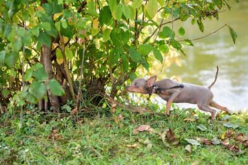 The dog sniffs and sneaks in the bushes. Russian Toy Terrier, Russkiy Toy, Toychik.