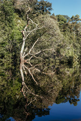 Natural mirror