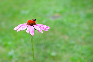 Pink Echinacea flower with bumblebee on green blurred nature background close up. Patch of purple coneflower, echinacea purpurea