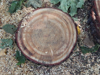 A round cut of the tree with an annual pattern lies on the ground, and around sawdust