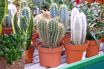 Various green cactus plant with spikes around tree in small pot. Cactus sold in store.