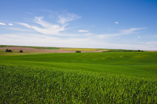 Wheat Field in Sprague Washington