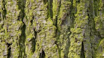 BARK OF TREE