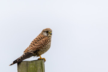 Turmfalke rastend auf einem Pfahl