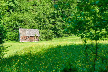 The wooden house is located on the edge of the forest. Field with wildflowers, a lot of green.
