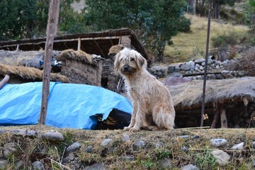 Shaggy dog 