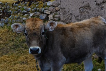 Cow 5