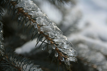 Merry Christmas and happy new year. Icing of trees. Winter fairytale. Ice and snow on the trees.
