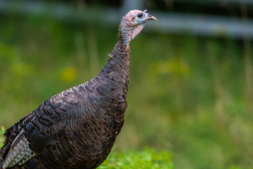 An image of a young male turkey known as a Jake standing guard duty over the flock as they feed.