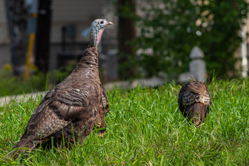Under A Watchful Eye; An image of a young male turkey keeping a watchful eye out for danger as the young chicks feed.