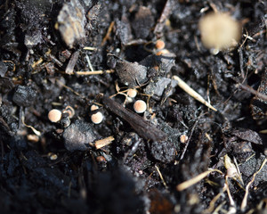 Mushrooms